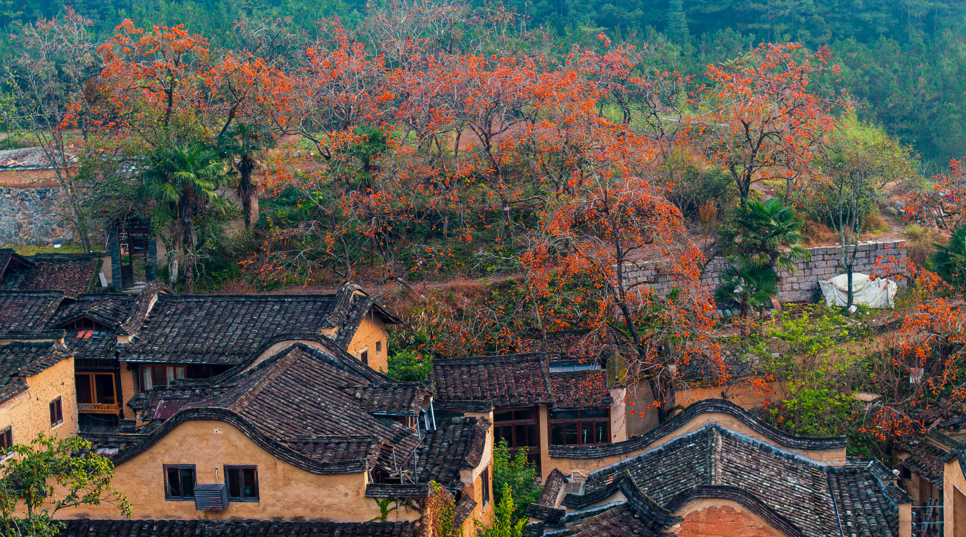 中国风屏南四坪柿子红了