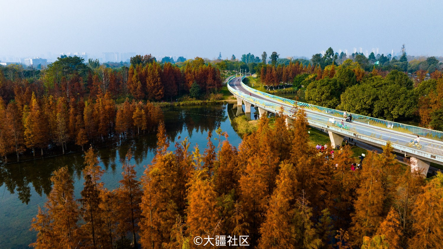 航拍成都白鹭湾湿地公园红水杉