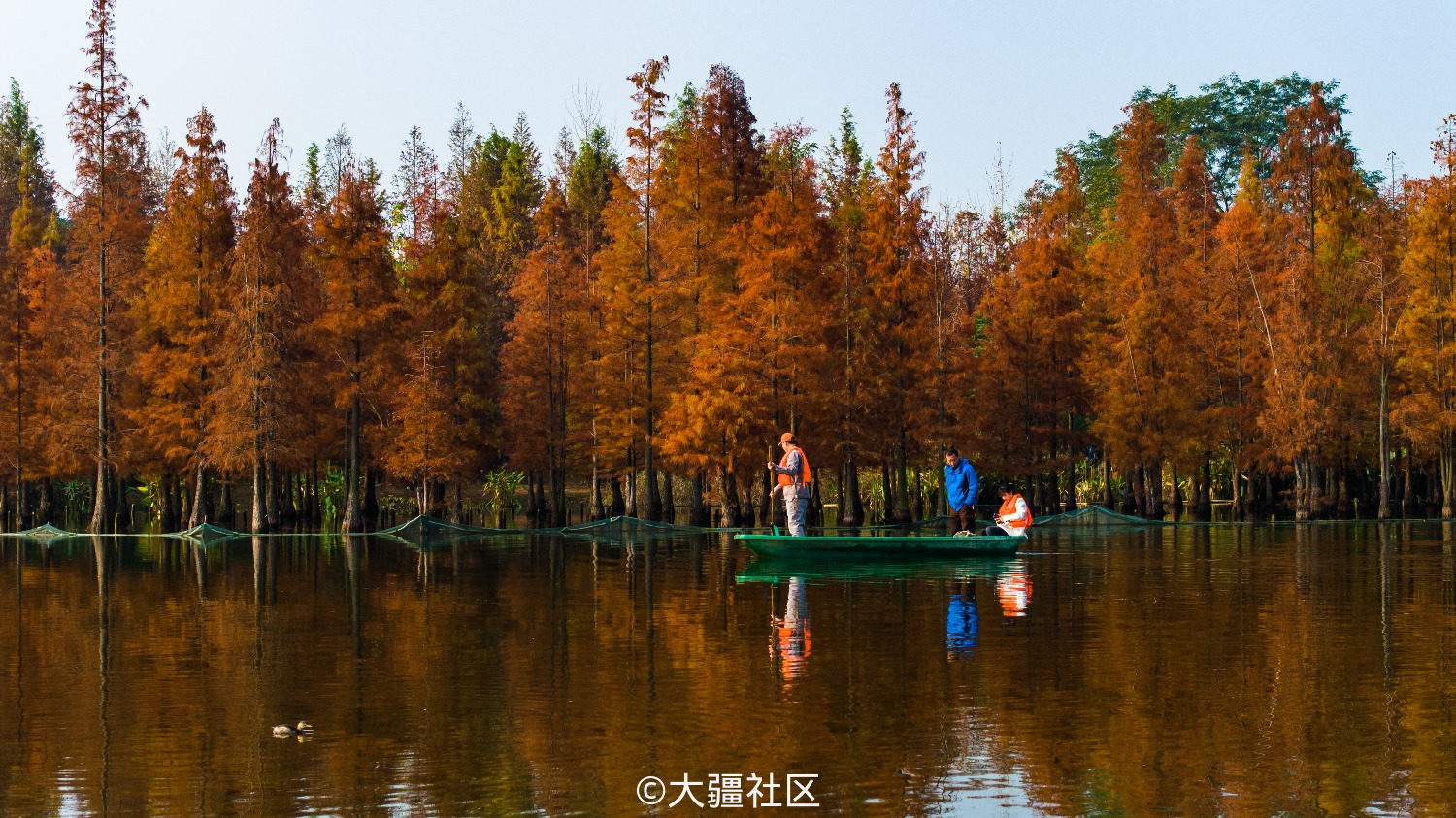 航拍成都白鹭湾湿地公园红水杉