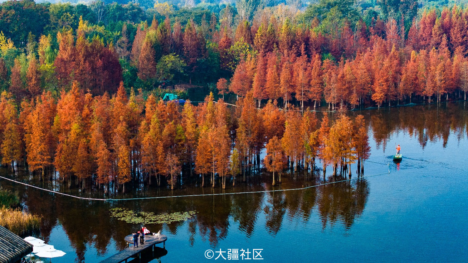 航拍成都白鹭湾湿地公园红水杉